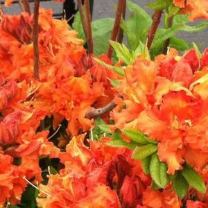 Meet your Posher, Sue